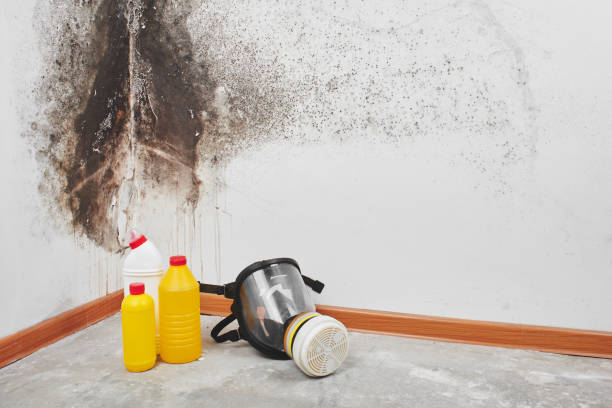 Best Emergency Mold Removal  in Racend, LA