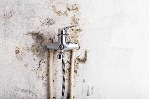 Professional Mold Removal in Raceland, LA
