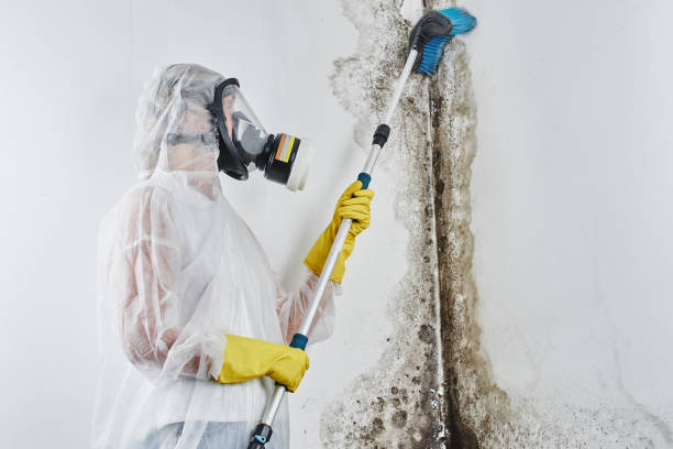 Best Same-Day Mold Removal  in Racend, LA