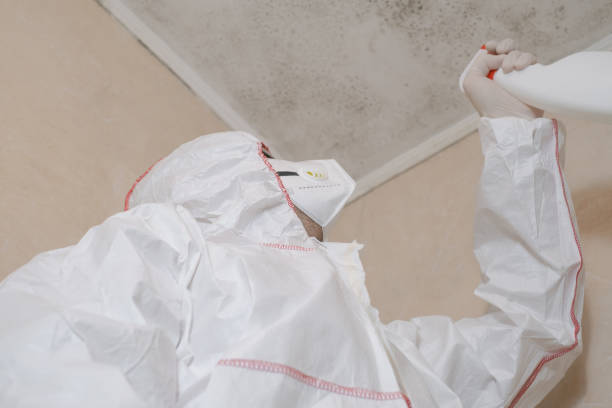 Mold Testing and Removal in Raceland, LA