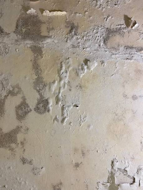 Best Certified Mold Removal  in Racend, LA