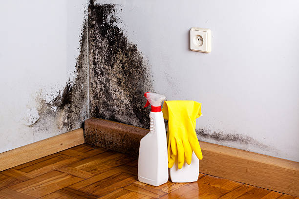 Best Mold Testing and Removal  in Racend, LA