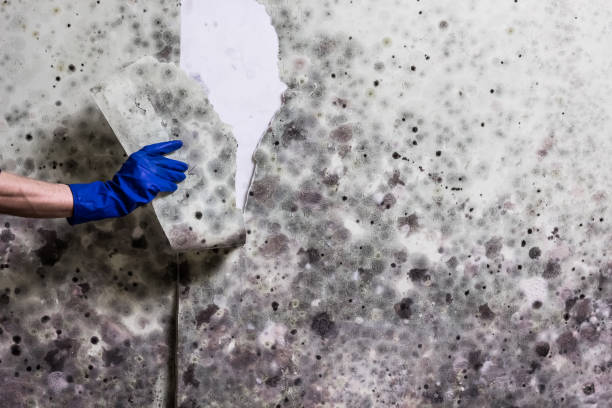 Best Water Damage Restoration  in Racend, LA