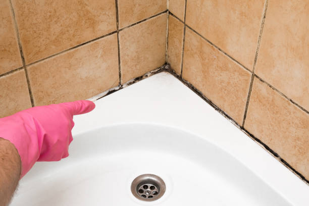 Best Mold Inspection  in Racend, LA